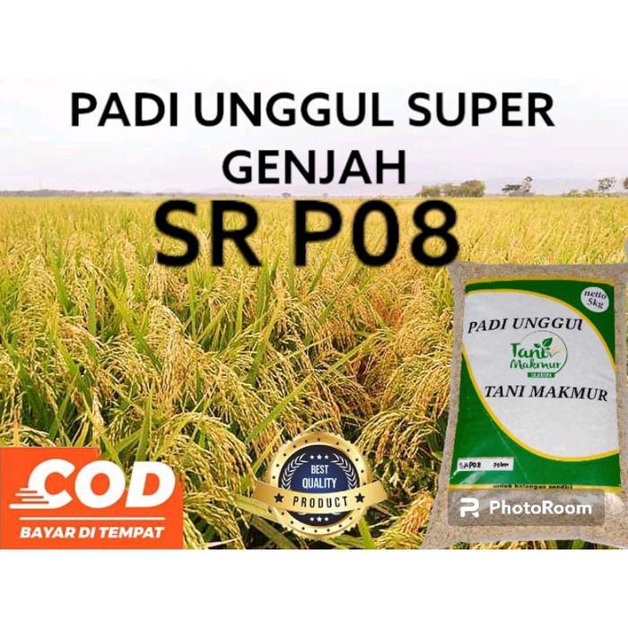 BENIH PADI SR P08, ULTRA GENJAH, KEMASAN 5KG, bibit padi