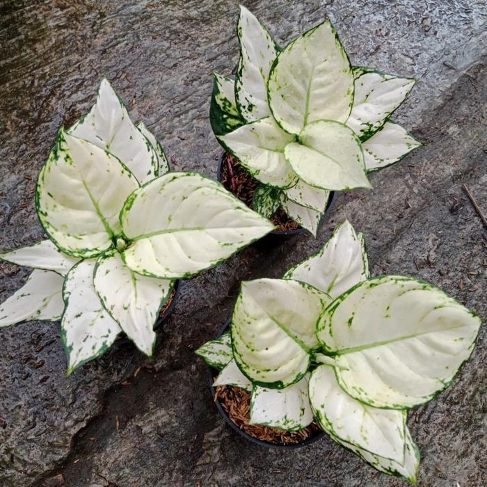 Tanaman Hias Aglonema Super White - Aglonema Super White