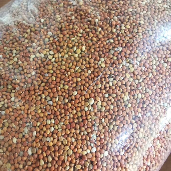 BRIDTIS- Jewawut / Jawawut / Kunyit Pakan Burung