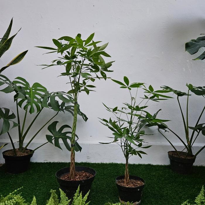 Pachira / Tanaman Pachira Aquatica / Money Tree