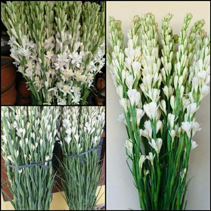 Bunga Sedap Malam Segar