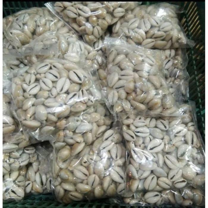 Biji congklak kerang asli kerang kuwuk isi 100 Biji