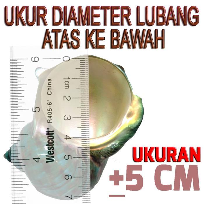 Imperial shell cangkang rumah kelomang umang umang pompongan keong