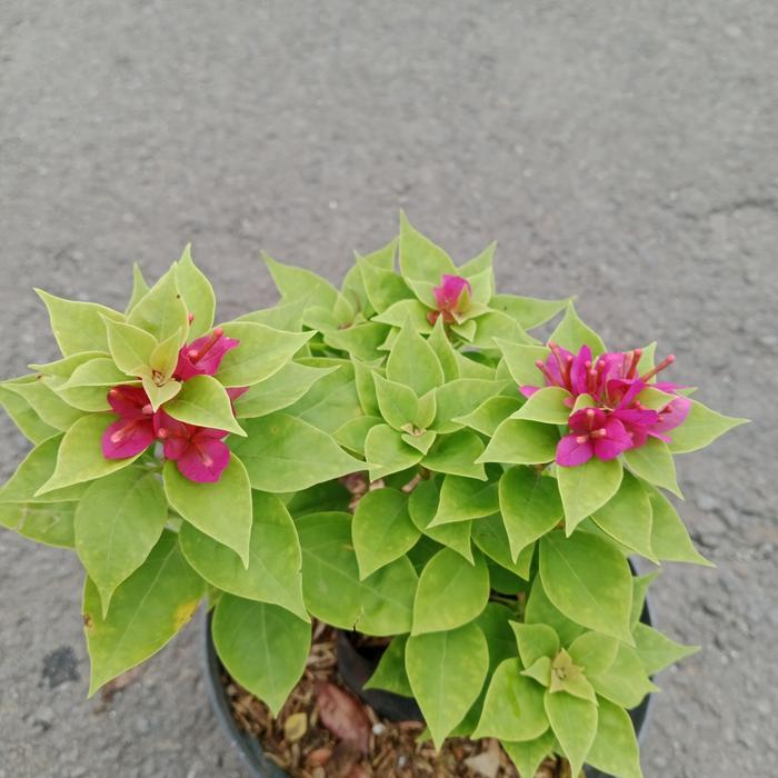 bahan bonsai bougenville singapore