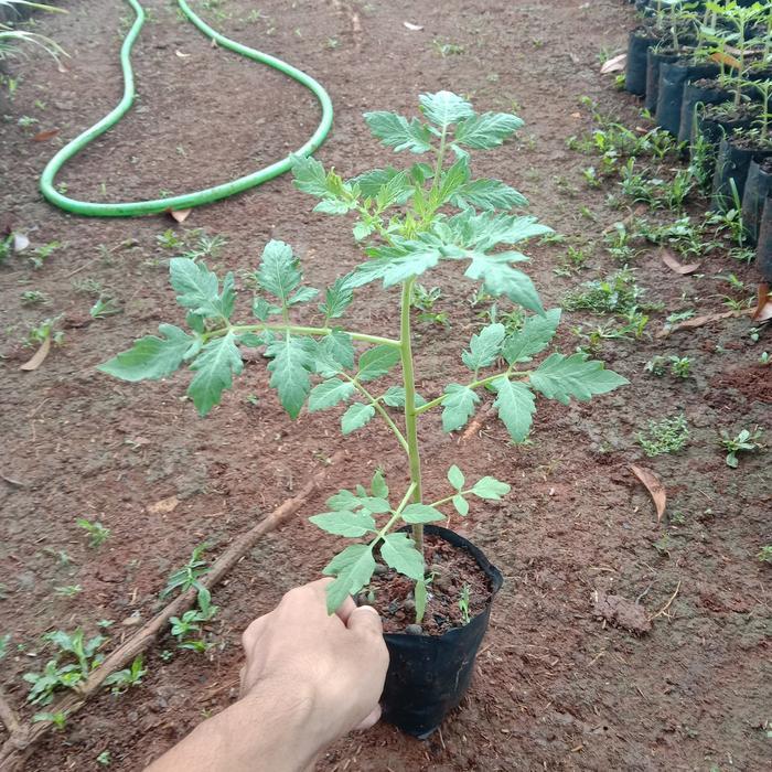 TANAMAN TOMAT CHERRY BIBIT TOMAT CERI UNGGUL