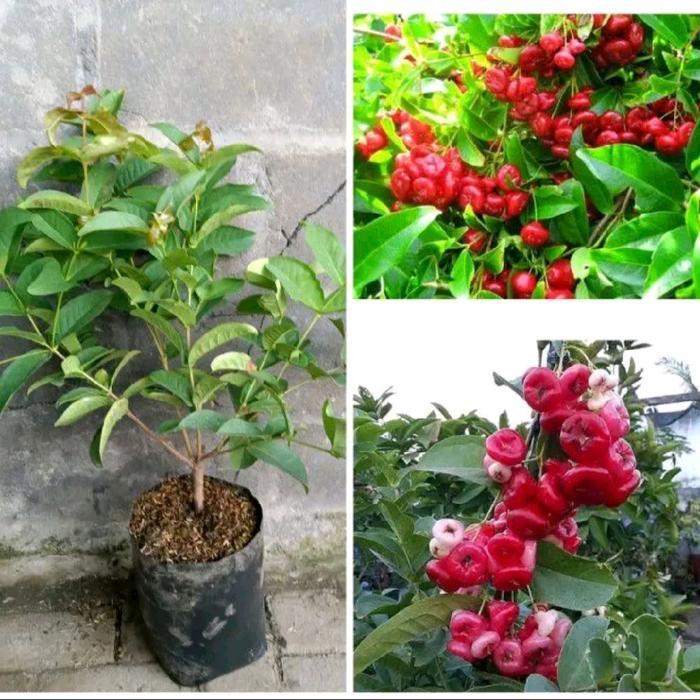 Pohon Jambu Kancing Merah Rimbun Siap Berbuah / Pohon Jambu Air
