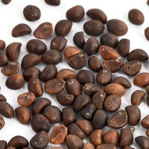 FARM- ( 250 Gram ) Benih Kangkung Darat Kangkung Cabut Curah Microgreens