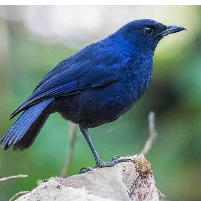 Burung ciung batu pilihan mulus