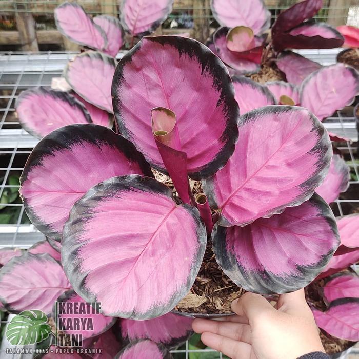 Tanaman hias calathea crimson - Calatea crimson Roseopicta