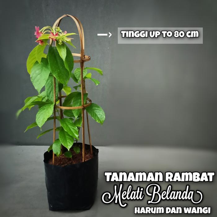 Tanaman Hias Rambat Bunga Melati Belanda - Tanaman Pagar - Pohon Rambat