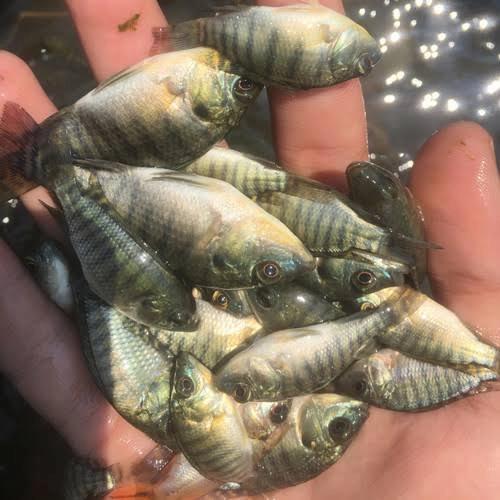 paket 100 ekor bibit ikan mujair air tawar 2 jari / benih ikan mujaer hitam konsumsi