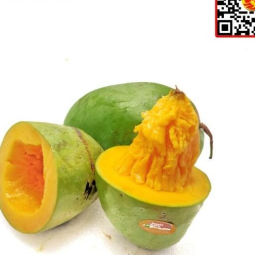 buah mangga alpukat harum manis matang pohon avomango klonal /kg