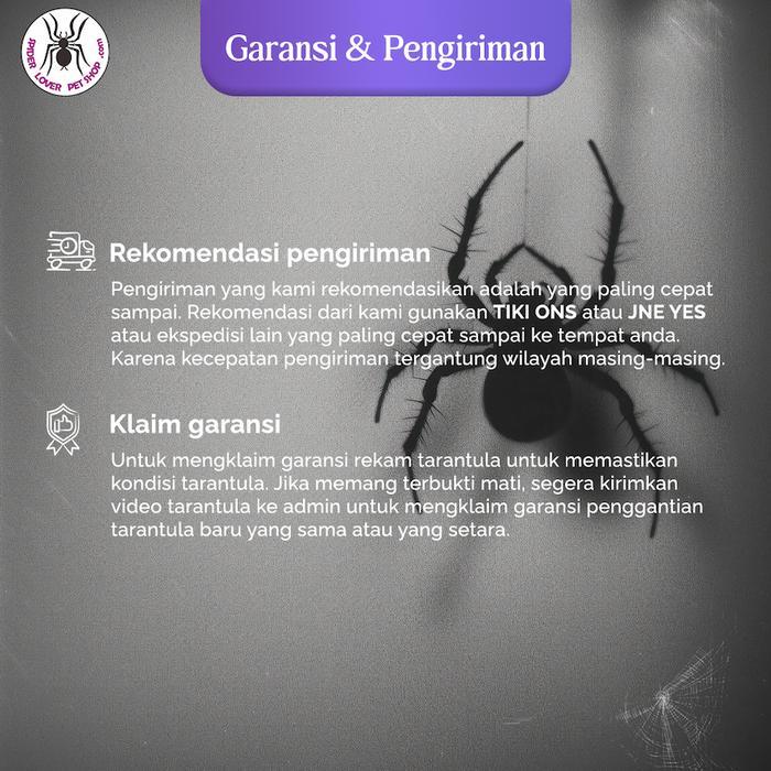 enimel- Brachypelma Hamorii Sling 1 Cm Tarantula