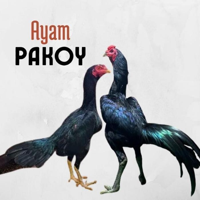 TELUR AYAM PAKHOY ORI THAILAND PETARUNG BISA UNTUK DI TETASKAN