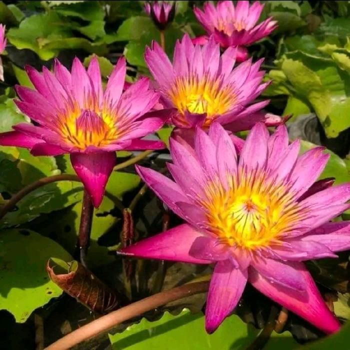 Tanaman teratai air bunga pink / bunga teratai air bisa hidup di air