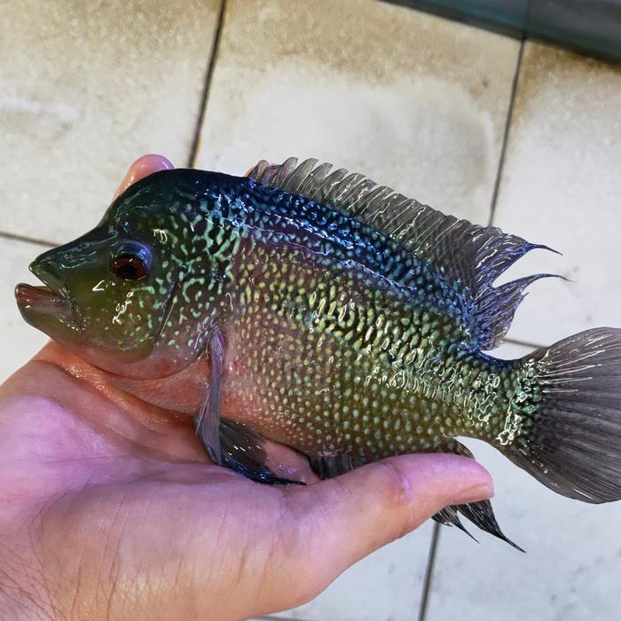 IKAN HIAS IKAN LOUHAN LOKAL SIZE BESAR TANKMATE