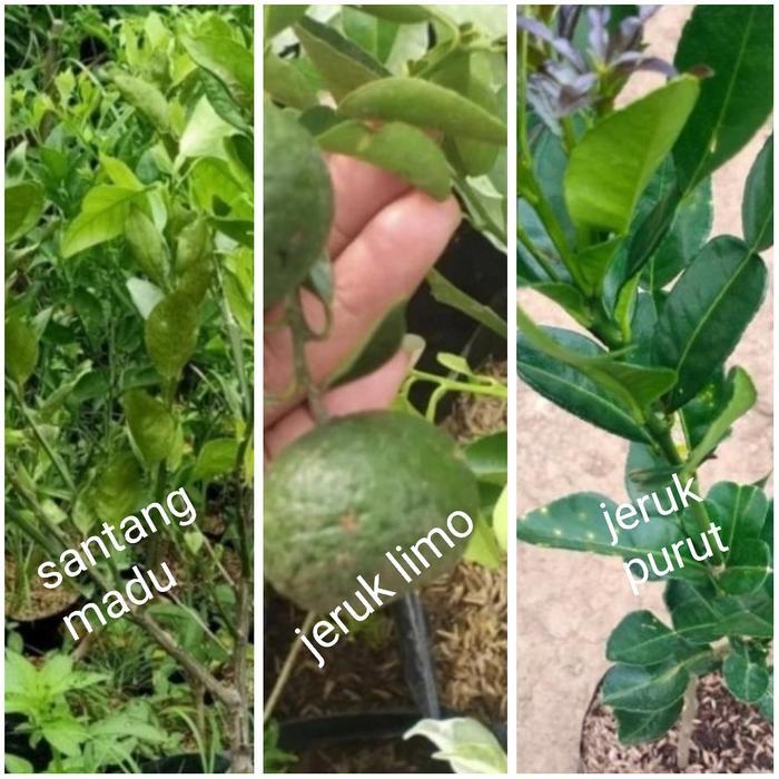 paket 3 pohon bibit buah jeruk