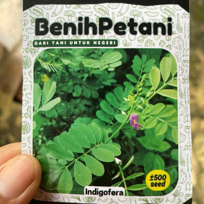 500 Benih bibit rumput INDIGOFERA rumput pakan ternak modern kaya protein nitrogen fosfor dan