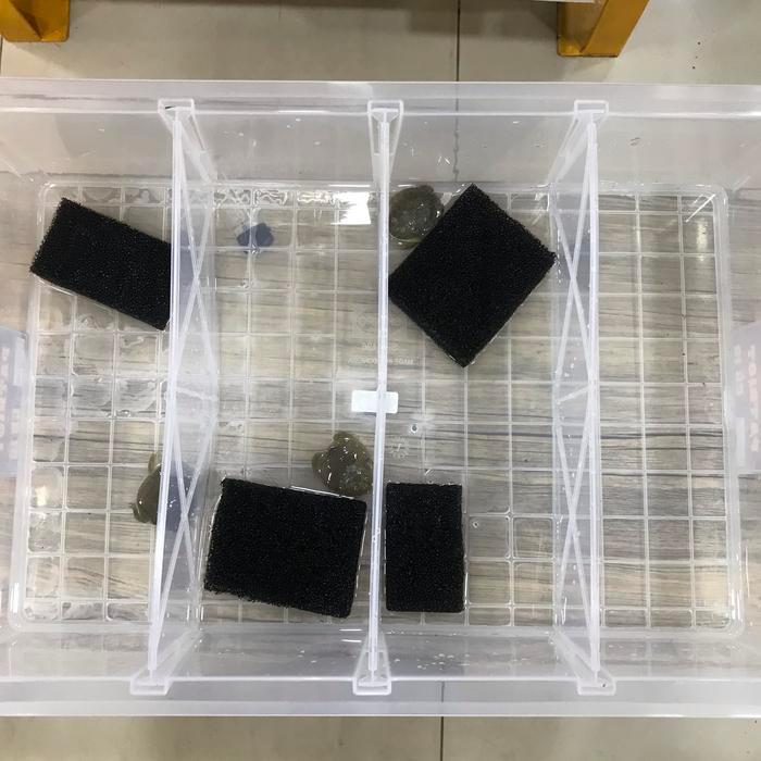 KANDANG KONTAINER SEKAT 4 GECKO SKINK PACMAN FROG SNAKE SULCATA ISTAR