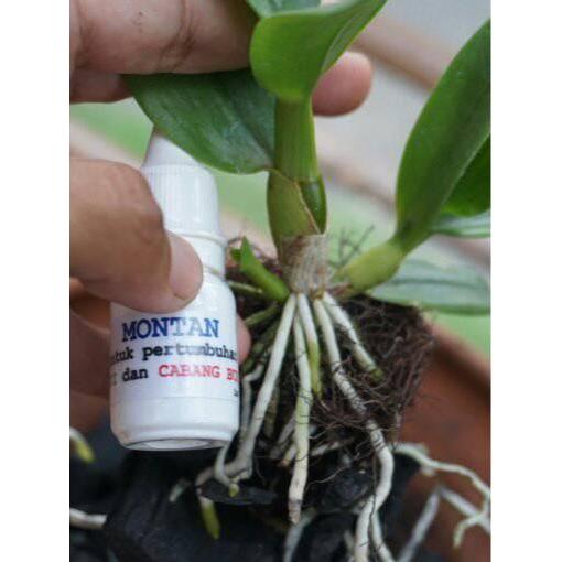Montan : Kunci Rahasia Regenerasi Dan Perbanyakan Anggrek Alami