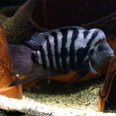 IKAN HIAS BLACK CONVICT CICHLID ZEBRA TANKMATE AQUASCAPE