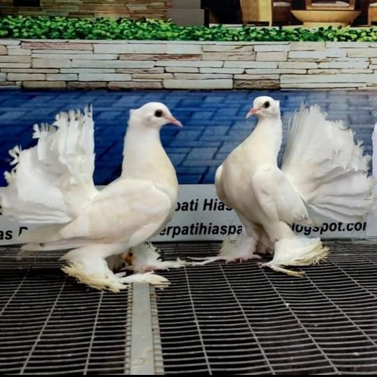 burung merpati kipas sepasang pilihan