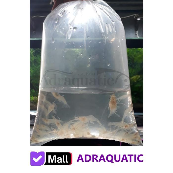 UDANG HIDUP 1 BUNGKUS UNTUK PAKAN IKAN PREDATOR MAKANAN ARWANA LOUHAN