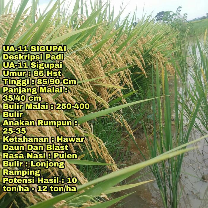 Benih padi SIGUPAI UA11