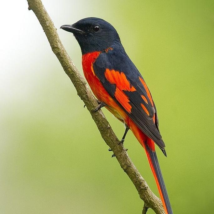 burung mantenan merah besar pilihan