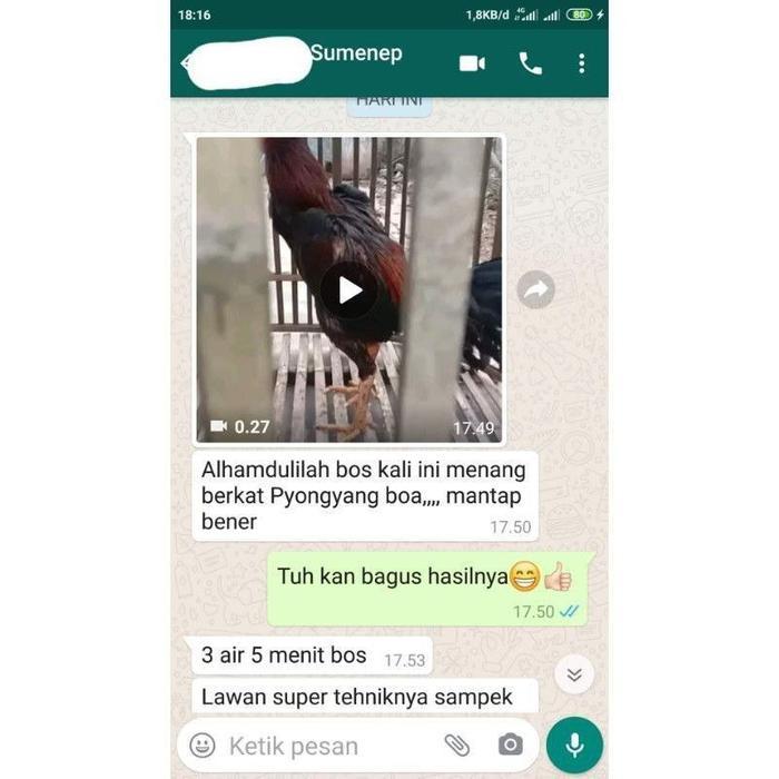 BRIDTIS- Jamu Pyongyang Vvip (Khusus Siap Tarung) Ayam