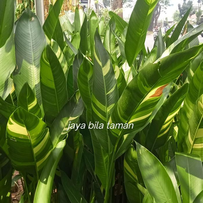 pisang2an golden varigata sesuai foto