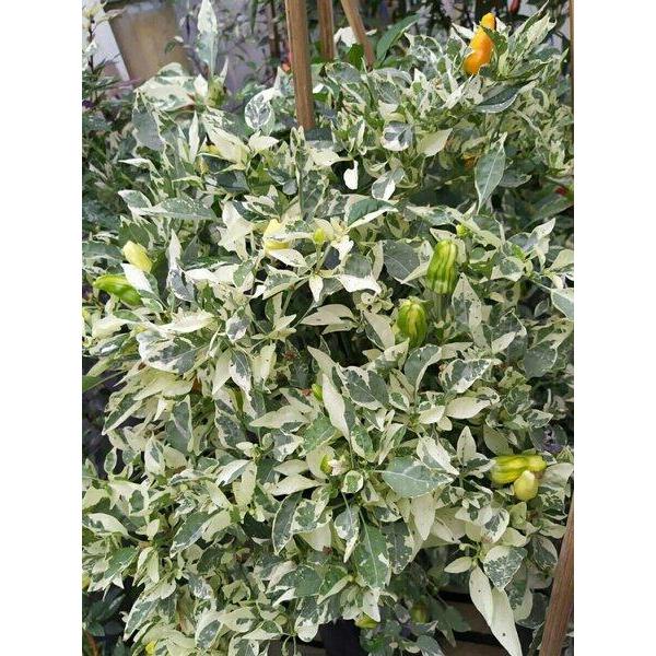 Benih - Biji - Bibit - Seed Cabe Hias Belang Cabe Unik Varigata Cabai Orange Fish Pepper