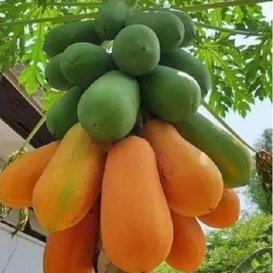 BIJI BENIH PEPAYA CALIFORNIA MADU f1 SUPER