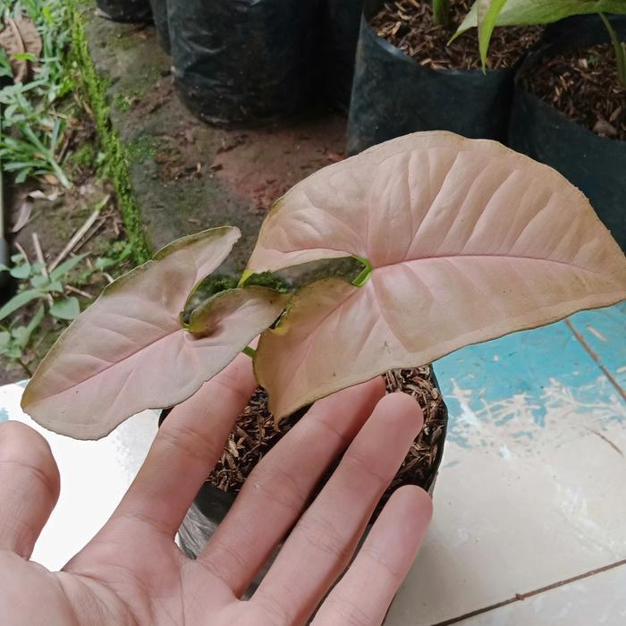 tanaman hias syngonium pink perfection/bibit syngonium pink perfection