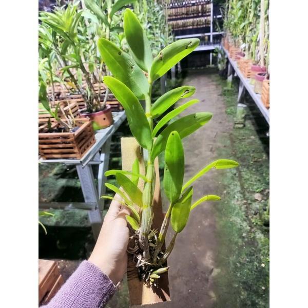 Anggrek dendrobium discolor tanimbar jungle