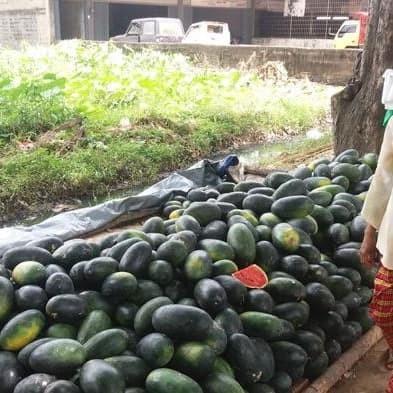 JAMANIS F1 - Benih Semangka Inul Lonjong Daging Merah Kulit Hitam -