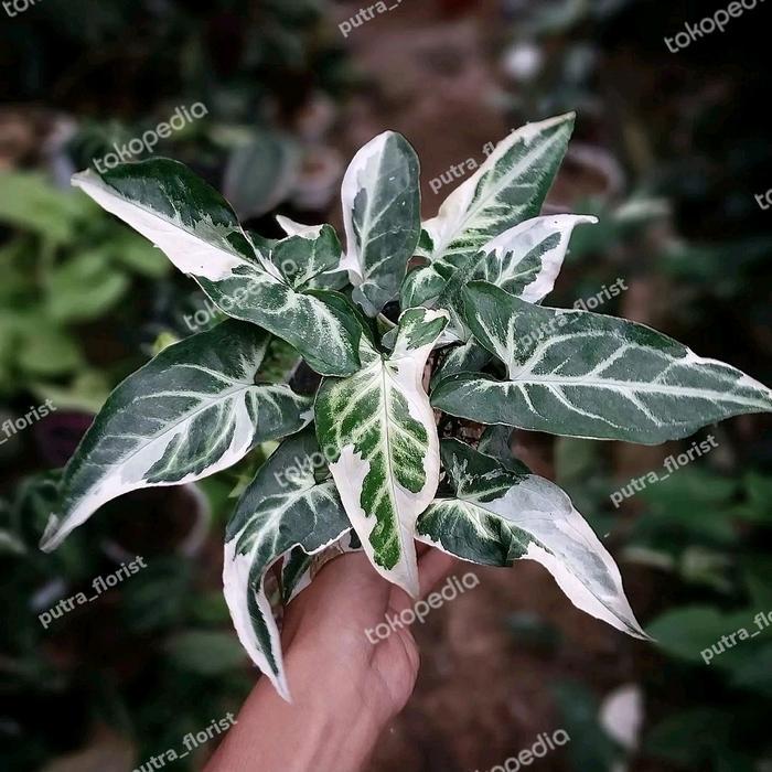 tanaman hias syngonium t25 pohon syngonium t 25 singonium t25 varigata