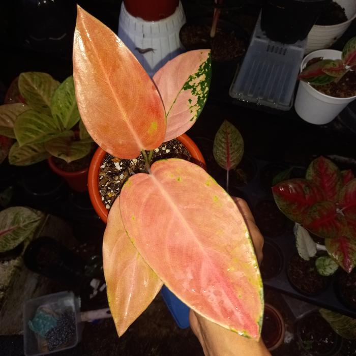 Tanaman hias aglonema kochin ebony eboni