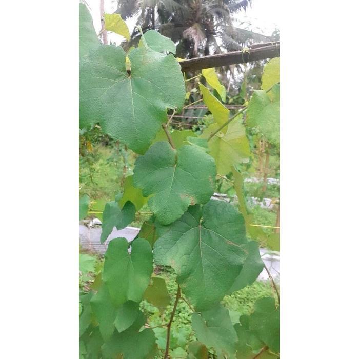 Rootstock NN Batang Bawah Anggur