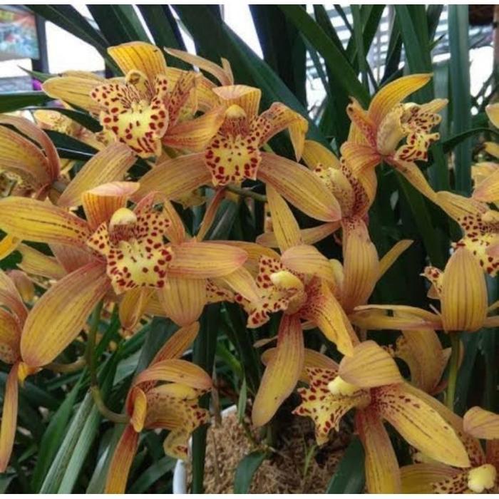 anggrek cymbidium wangi chenrubby rimbun spike/ dewasa