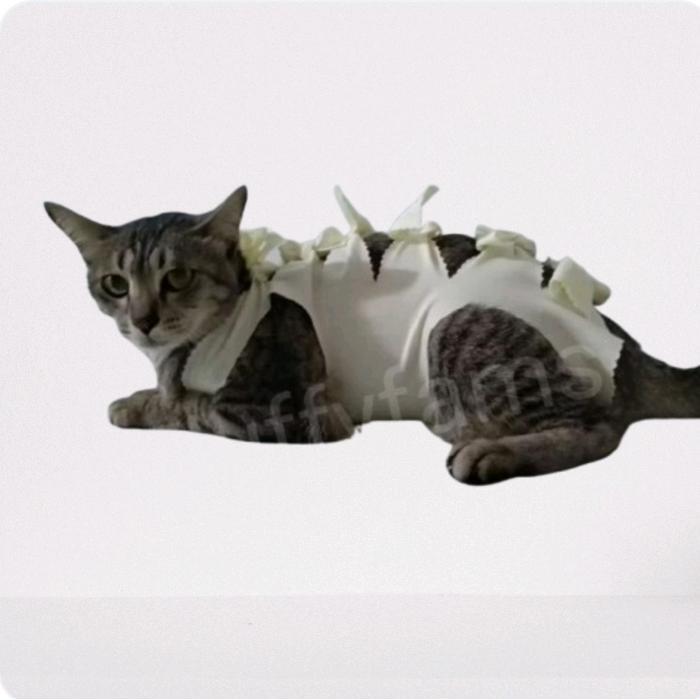 gurita kucing pasca operasi