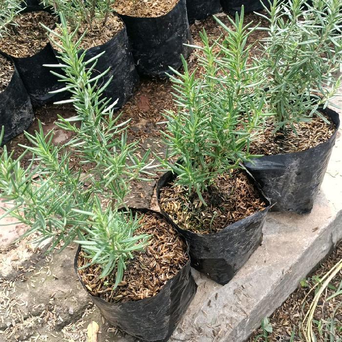 Rosemary - tanaman toga - tanaman rosemary