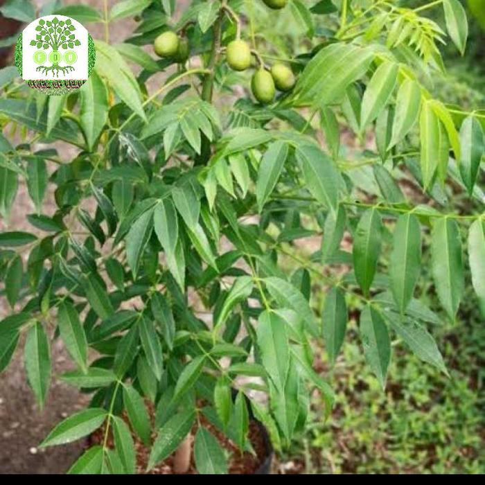 bibit tanaman kedondong