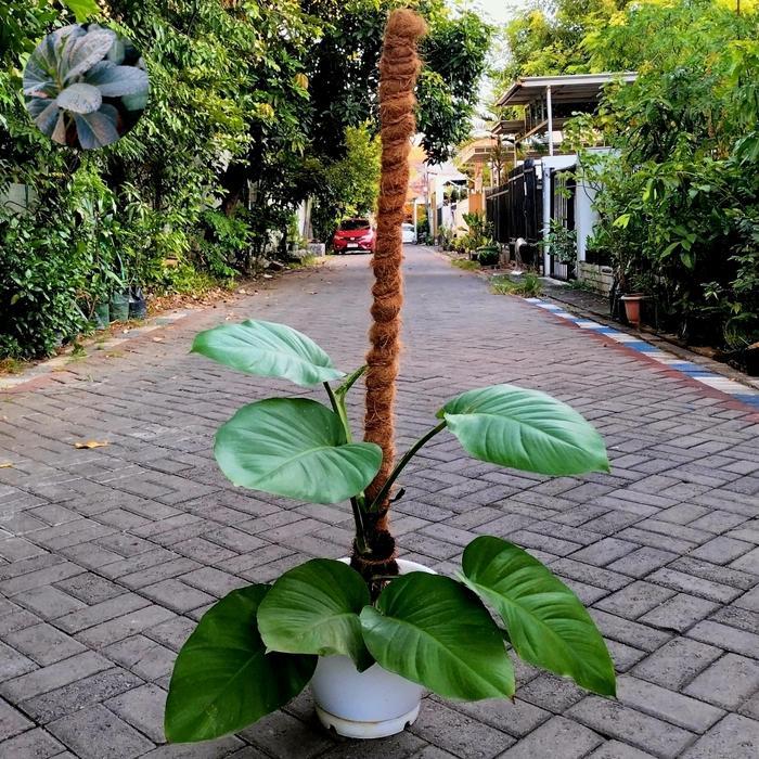 Tanaman Sirih Gading Jumbo/Jade Pothos Jumbo on Pot Gentong No. 30 + Turus 120 Cm