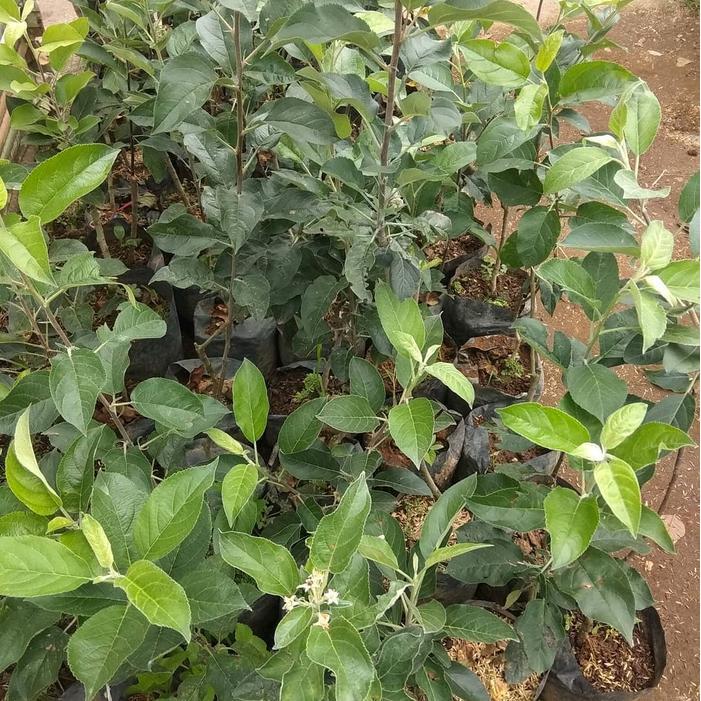 Bibit Tanaman Apel Merah Cangkok