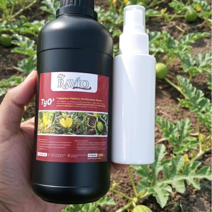 serum polinasi semangka - tyo3 semangka