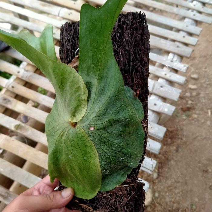 Tanaman hias platycerium superbum