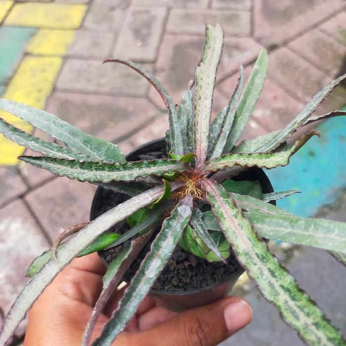 Euphorbia Francoisii Hybrid daun lancip