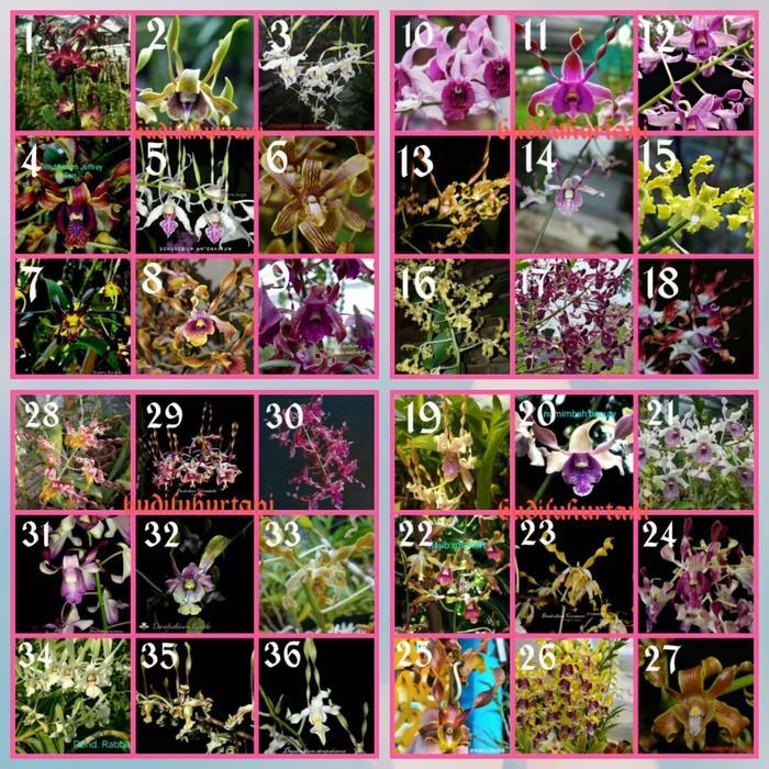 anggrek dendrobium melintir remaja