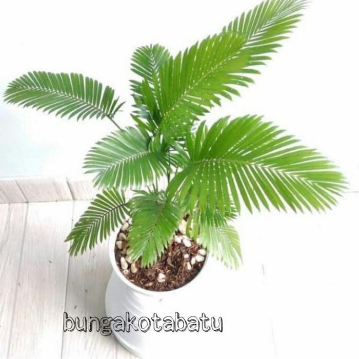 Tanaman Hias Palem Paris Mini